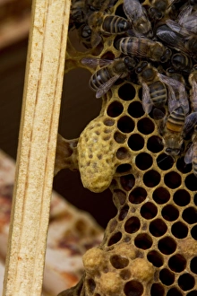 Western Honey Bees Prints: A queen cell on the side of brood frame with worker bees