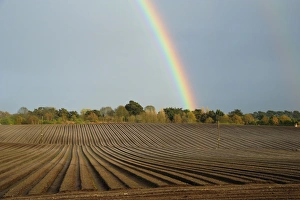 Suffolk Countryside Prints: Rainbow over trees and arable field with furrows