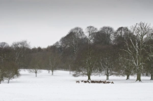 Cervus Elaphus Habitat Photos Prints: Red Deer (Cervus elaphus) herd