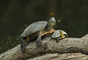 Trachemys Scripta Elegans Prints: Red-eared Turtle (Trachemys scripta elegans) introduced species