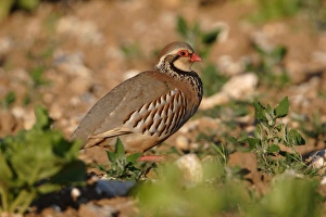 Red-legged Partridge Print: Adult Walking in Arable Field