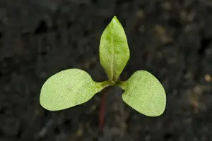 Seedling Growth Stages Prints: Redshank, Polygonum maculosa, seedling cotyledons with first true leaf