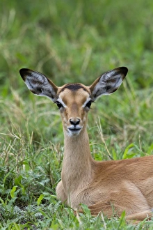 Botswana Animal Pictures Prints: A resting young Impala - Botswana