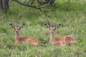 Botswana Animal Pictures Prints: Two resting young Impalas - Botswana
