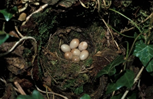 Birdwatching In The UK Prints: Robin (Erithacus rubecula) Nest and eggs
