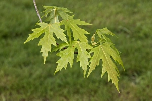 Maple Tree Leaves Prints: Silver Maple leaf