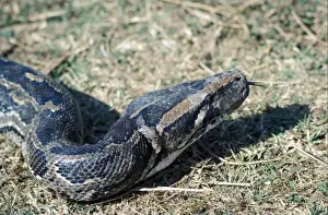 Snake - Python Indian (Python molurus) close-up of head / tongue out