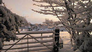Snow Covered Trees UK Prints: Snow covered gate and trees, Riverhead, Nottinghamshire, England, December