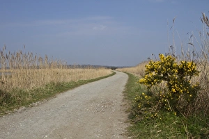 Common Reed Habitat Prints: Southern section of the Scrape walk at RSPB Minsmere, Suffolk with common reed and Gorse