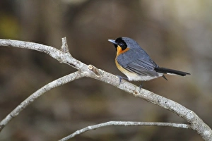 Spectacled Monarch (Monarchs, Passerines, Birds)
