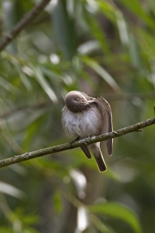 Bird Preening Habits Prints: Spotted flycatcher preening
