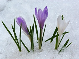 Crocus In Snow Prints: Spring Crocus (Crocus vernus) flowering