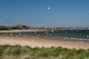 Arctic Tern Nesting Site Prints: Arctic Tern (Sterna paradisea) flock