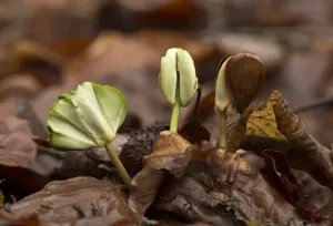 European Beech Photos Prints: Common Beech (Fagus sylvatica) seedlings