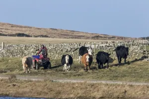 Scottish Farm Landscapes Prints: Herding cattle using a quad bike, on the isle of Islay Scotland