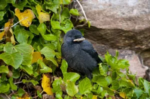 Bamburgh Castle Images Prints: Jackdaw (Corvus monedula) chick