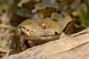 Prints of Reticulated Python (Python reticulatus) adult, close-up of head, flicking forked tongue, Bali, Lesser Sunda Islands, Indonesia, October Reticulated Python Prints: Reticulated Python Print - Adult Head Close-up