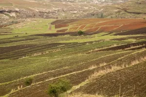 Drakensberg Mountains Scenery Prints: Small terraced arable fields in spring at high altitude