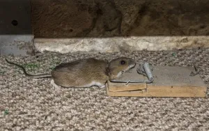 Spring Prints: Yellow necked mouse caught in mouse trap Print (Spring)