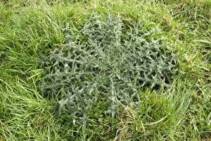 Spear Thistle Prints: Strong spear thistle, Cirsium vulgare, leaf rosette in grass pastureland