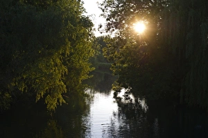 Norfolk Nature Reserves Prints: Sun shining through trees overhanging river