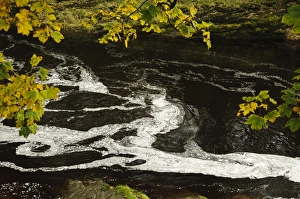 Yorkshire Dales Scenery Prints: Swirling patterns of foam in river just below waterfall