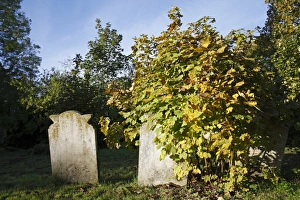 Suffolk England Nature Prints: Sycamore (Acer pseudoplatanus) sapling, growing beside headstones in church graveyard, St