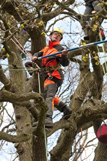 Deciduous Tree Care Prints: Tree surgeon working in deciduous tree, Norfolk, England, April