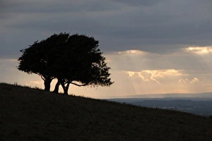 European National Park Views Prints: Trees on hillside silhouetted at sunset