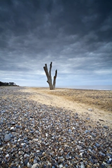 Suffolk Coast England Prints: View of dead tree from eroded shoreline on beach
