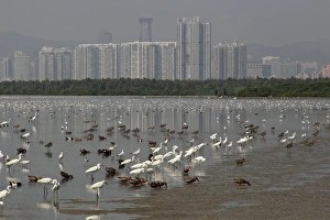 Urban Coastal Scenery Prints: View of estuary with mixed flock of egrets