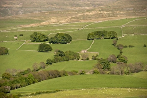 Cumbrian Countryside Views Prints: View of fields with trees and drystone walls
