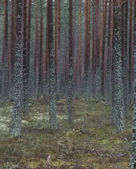 Pine Forest Sweden Prints: View through Pine Forest of tree trunks and ground covered in lichens, Sweden