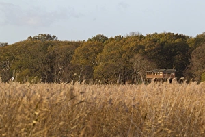 Atlantic Coast Nature Reserve Prints: View across reedbed towards Bittern Hide