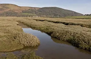 Exmoor National Park Prints: View of saltmarsh habitat developing as shingle ridge has been breached