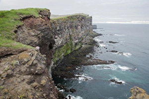 Icelandic Coastal Landscapes Prints: View of seabird nesting cliffs, Latrabjarg, Iceland, June