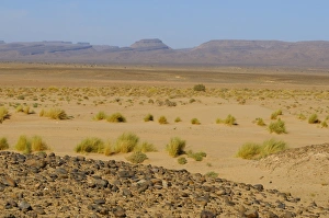 Moroccan Sand Dunes Prints: View of sparse vegetation in sand at edge of desert, Sahara, Morocco, january
