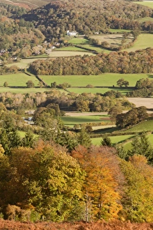 English Countryside Autumn Prints: View of trees in autumn colour