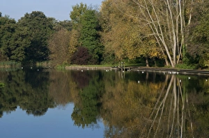 Tree Reflection Photography Prints: View of trees reflected in river