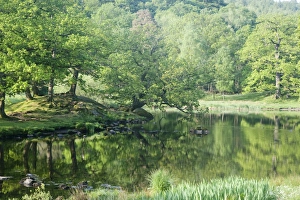 Tree Reflections In Water Prints: View of trees reflected in small lake, Lake District N. P. Cumbria, England, June