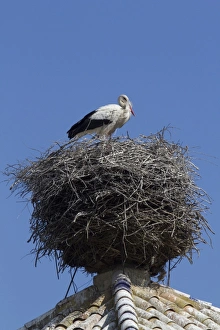 White Storks In Spain Prints: White Storks nesting on church tower, visitor centre Coto Donana, Spain