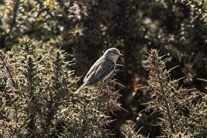 UK Countryside Scenes Prints: Willow Warbler on Gorse