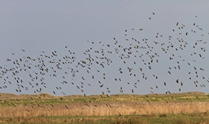 North Norfolk Wildlife Prints: Winter flock of Lapwings flying over marsh, Brancaster North Norfolk