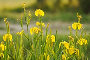 Yellow Iris Flower Prints: Yellow Iris (Iris pseudacorus) flowering, Italy, May