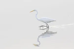 00688-02218 Great Egret (Ardea alba) in wetland in fog, Marion Co. IL 00688-02218 Great Egret (Ardea alba) in wetland in fog, Marion Co. IL