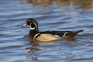 00715-09006 Wood Duck (Aix sponsa) male in wetland, Marion Co. IL 00715-09006 Wood Duck (Aix sponsa) male in wetland, Marion Co. IL