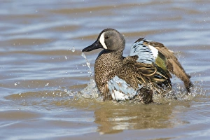 00722-02802 Blue-winged Teal (Anas discors) male bathing in wetland, Marion Co., IL 00722-02802 Blue-winged Teal (Anas discors) male bathing in wetland, Marion Co., IL