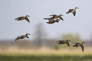 00722-02819 Blue-winged Teal (Anas discors) in flight, Marion Co., IL 00722-02819 Blue-winged Teal (Anas discors) in flight, Marion Co., IL