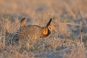 00842-05010 Greater Prairie-Chicken (Tympanuchus cupido) male displaying/booming 00842-05010 Greater Prairie-Chicken (Tympanuchus cupido) male displaying/booming