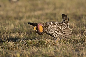 00842-05202 Greater Prairie-Chicken (Tympanuchus cupido) male displaying/booming 00842-05202 Greater Prairie-Chicken (Tympanuchus cupido) male displaying/booming